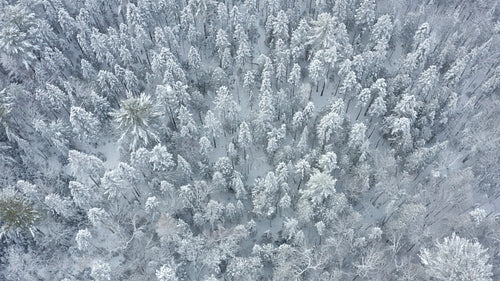 Top down drone shot, circling snow covered conifers. Winter in Ontario, Canada. 4K.