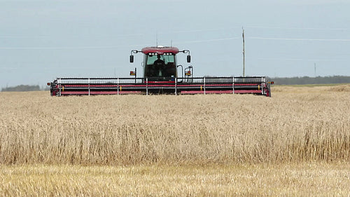 Swather cutting wheat. Manitoba, Canada. HD.