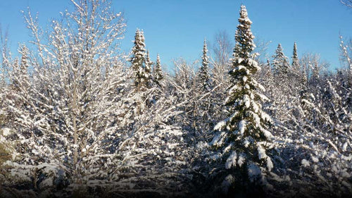 Canadian Winter Forest Stock Footage