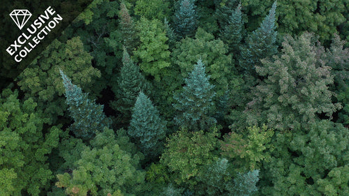 Drone Aerials | Blue green trees