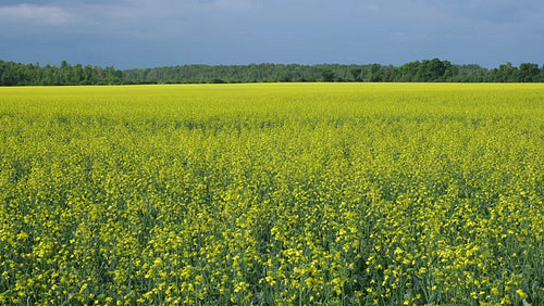 Sunny field of canola rapeseed with dark grey stormclouds. Ontario, Canada. 4K.