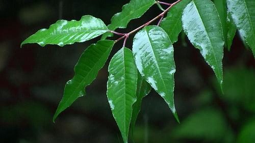 Rain on leaves during thunderstorm. Rural Ontario, Canada. HDV footage. HD.