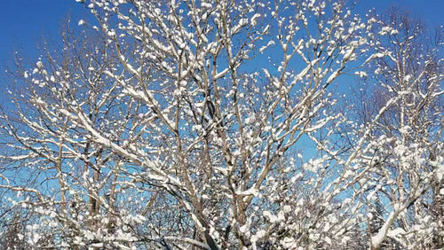 Drone orbiting snow covered maple tree with blue sky background. Closeup. 4K.