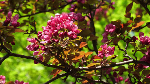 Beautiful spring blossom. Pink fuchsia flowers and green, leafy background. 4K.