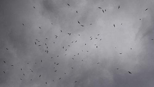 Seagulls flying overhead in slow motion against stormy clouds. HD.