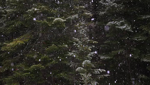 Fluffy white snowflakes falling in slow motion. Small forest evergreen tree. HD.