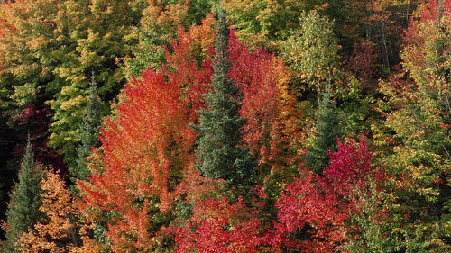 Circling conifer surrounded by red and orange autumn colours. 4K.