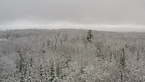 Drone flight over beautiful snowy forest. Ontario, Canada. 4K.