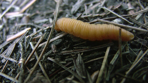 Grub makes its way across forest floor. Close-up shot. HDV footage. HD.