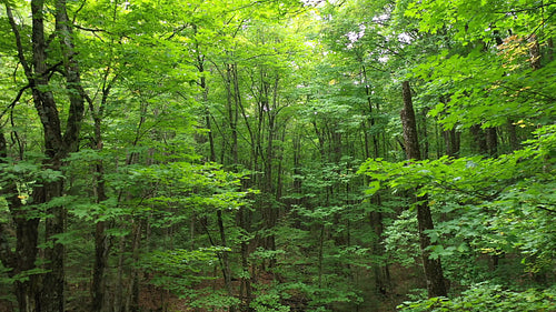 Drone flight. Push into epic summer forest. 4K.