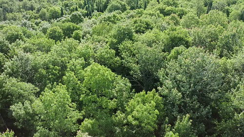 Drone aerial over beautiful sunlit and breezy summer forest. Rural Ontario, Canada. 4K video.