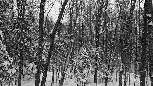 Slow winter drone flight through snowy, winter forest. Ontario, Canada. Black and white. 4K.