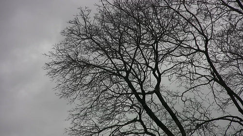 Bare winter trees in the wind with grey clouds. Ontario, Canada. HD video.
