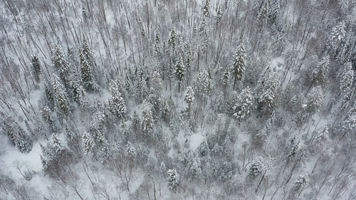 Circling snowy trees in the forest. Winter in Ontario, Canada. 4K.