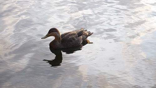 Slow motion shot of female mallard duck takes a drink at sunset. HD.