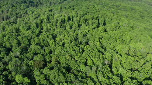 Slow birdseye flight over beautiful summer forest. Ontario, Canada. 4K.