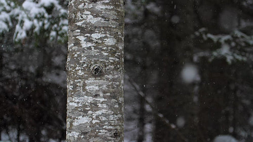 Beech tree detail with slow motion snow falling. Winter in Ontario, Canada. HD.