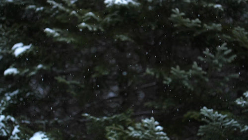 Slow motion winter snow. Evergreen tree background. Ontario, Canada. HD.