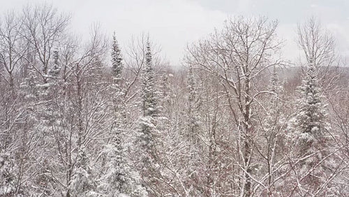 Flying drone through winter forest with falling snow. Ontario, Canada. 4K.