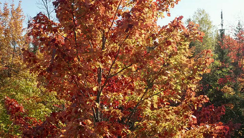 Drone flight around beautiful maple tree with morning sun. 4K.