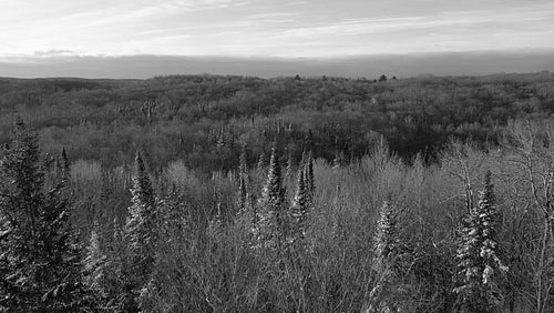 Morning drone flight over snowy winter forest. Northern Ontario, Canada. Black and white. 4K.