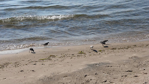 Slow motion shot of Sandpipers.  Lake Ontario, Prince Edward County. HD video.