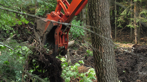 Excavator picking up a felled tree in forest. Clearing land in Ontario, Canada. 4K.