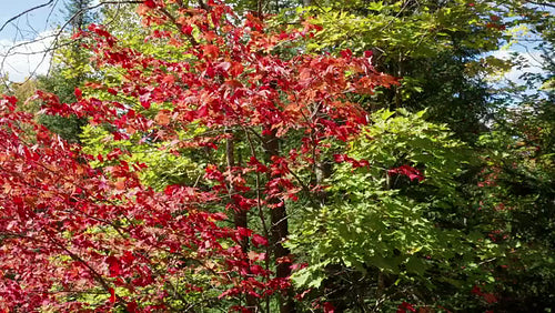 Drone aerial. Rotating around red autumn maple tree. Vibrant leaves. 4K.