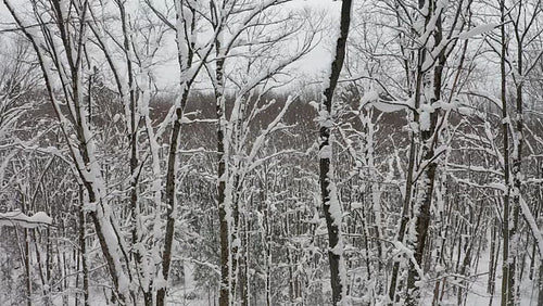 Slow, smooth drone flight through treetops of snowy deciduous forest. 4K.