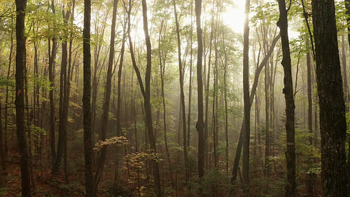 Drone flight in spooky, misty forest. Soft mist and sunlight. 4K.