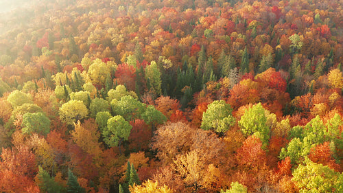 Beautiful light. Drone flight over fall tree forest. Autumn in Ontario, Canada. 4K.