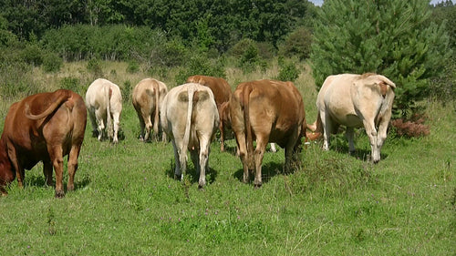 Cow bums. A group of cows showing their backsides. Rural Ontario. HDV footage. HD.