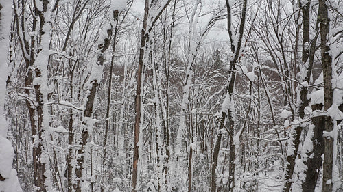 Slow, smooth drone flight through treetops of snowy, mysterious deciduous forest. 4K.