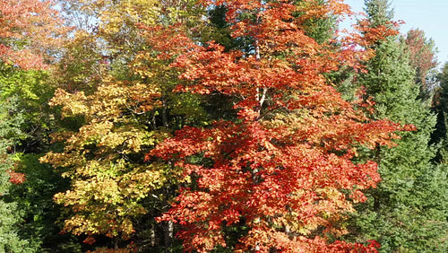 Drone circling orange maple tree with evergreens. Autumn in Ontario, Canada. 4K.