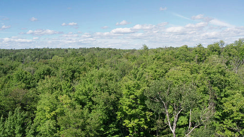 Low drone flight over summer treetops. 4K.