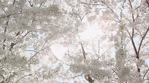 Heavenly cherry blossoms. Sun shining through white flowers. HD video.
