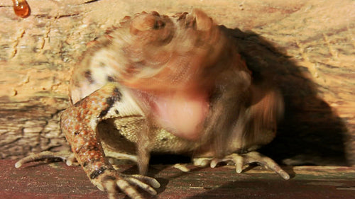 Time lapse shot of toad shedding and eating its own skin. HD.