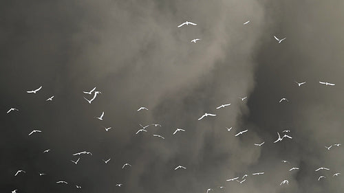 Seagulls flying in slow motion against stormy clouds. Inverted colour. HD.