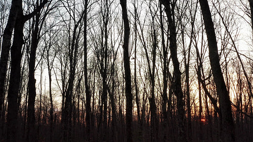 Silhouettes of bare winter trees at sunset. Slow forward movement. 4K.