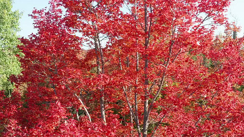 Drone circling brilliant red autumn maple tree. 4K.