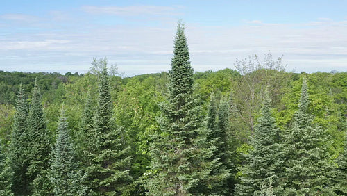 Drone aerial circling evergreen tree. Ontario, Canada. 4K.