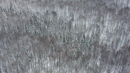 Circling snowy grove of evergreen trees. Wide. Winter in Ontario, Canada. 4K.