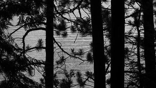 Silhouette of pine trees and needles with lake. Haliburton, Ontario, Canada. Black & white. 4K.