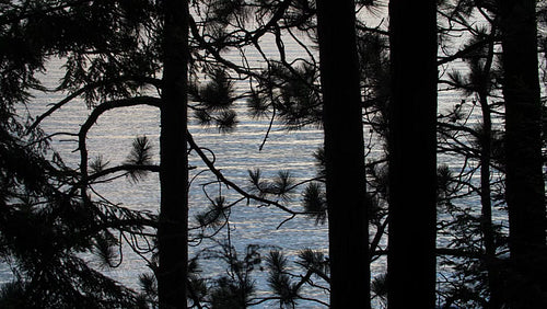 Silhouette of pine trees and needles with lake. Haliburton, Ontario, Canada. 4K.