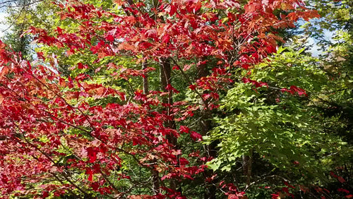 Drone aerial. Rotating around red autumn maple tree. Vibrant leaves. 4K.