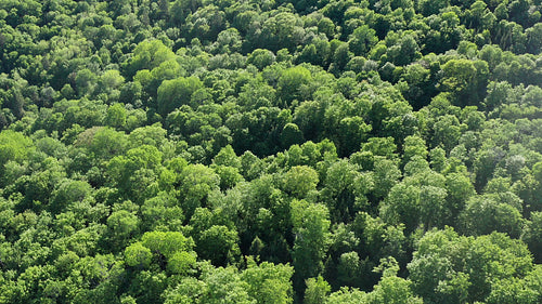 Drone flight over sunny summer forest. Beautiful hues of green. 4K.