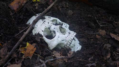 Skull in the woods. Medical skull (prop) half buried in forest soil. 4K.