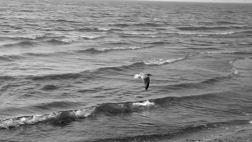 Slow motion shot of seagull in flight over beach. Black and white. PEC, Ontario, Canada. HD video.