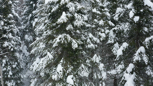 Close drone shot circling snow covered conifers. Winter in Ontario, Canada. 4K.