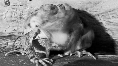 Time lapse shot of toad shedding and eating its own skin. Black and white. HD.